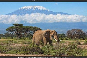 6 Day Masai Mara Nakuru Amboseli Camping Tour