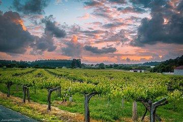 Albariño trails Private Wine Tour/Shore excursion from Vigo