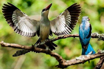 Madikwe Game Reserve Day Tour (Minimum per booking: 5 People)