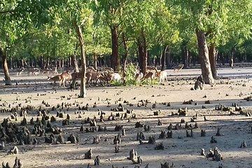Explore Sundarban