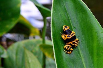 Victoria Butterfly Gardens Ticket