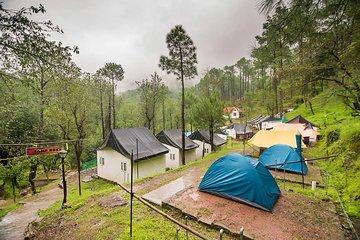Pine forest camping near Shimla - 1 night