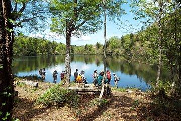 Towards silent unexplored pond, Naganuma Guided Walk