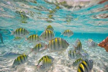 Paradise Island Tour