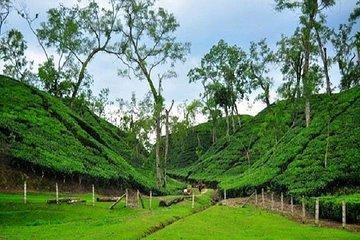 Sreemangal Tour! Sylhet, Bangladesh