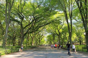 Central Park - Group Walking Tour