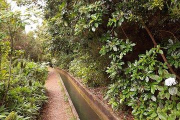Private Guided Walk Levada Faja dos Rodrigues half-day
