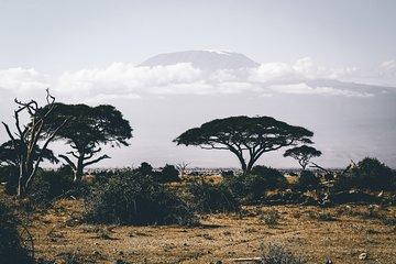Wildebeest Migration 2025