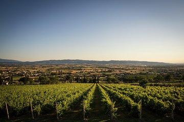 Organic Winery tour with Full Lunch from Assisi