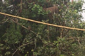 Weston River Cruise ~ Proboscis Monkey & Firefly Tour