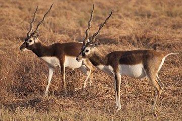 Blackbuck Safari from Rajkot