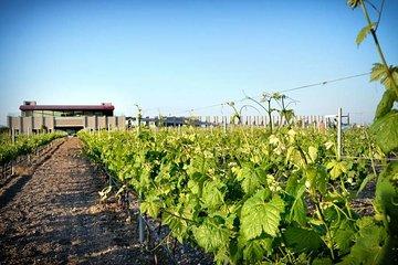 Wine Route in Tequisquiapan with Transportation
