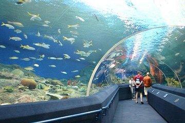 Admission Ticket to Underwater World Pattaya with Return Transfer