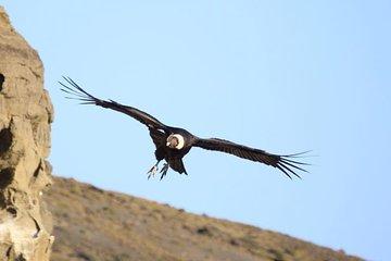 Shore excursion: Condor Sighting + Lunch Cruises