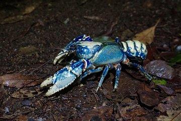 Koalas, Glow Worms & Kangaroos - Nature & Rainforest Walk