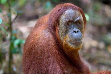 Orang Utan one Day Tour Medan - Bukit lawang