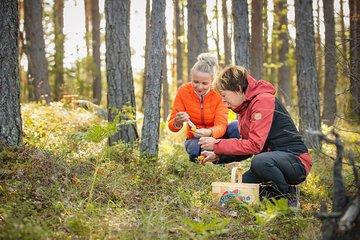 Wildfood from the forest