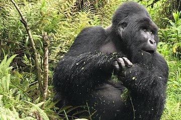 1 Day Gorilla Trekking Uganda