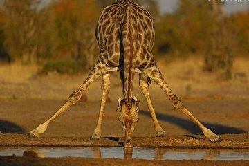 Johannesburg or Gaborone to Maun: 5 Day Rhinos, Diamonds & Okavango Delta Tour