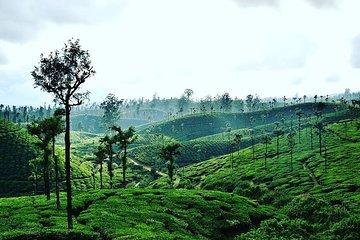 Hill Station Tour from Coimbatore to Valparai - 2 days