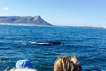 Whale Watching Tour in Hermanus with Hotel Pickup
