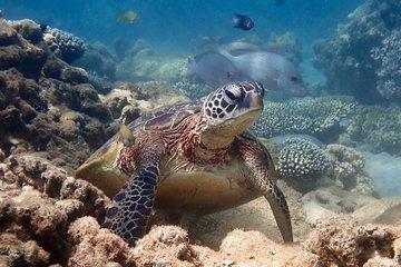 Turtle Tour - Ningaloo Reef Half Day Sea Kayak and Snorkel Tour