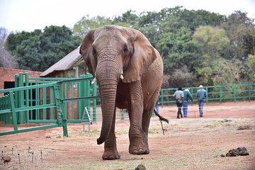 Ultimate Elephant Sanctuary Tour