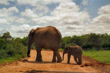 Ultimate Elephant Sanctuary Tour