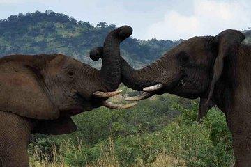 Pilanesberg Game Reserve and Sun City Entertainment Tour