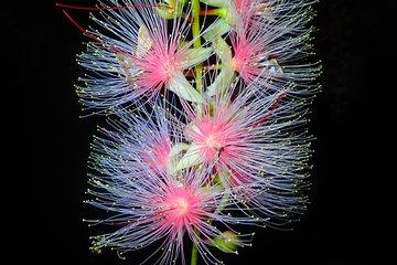 Iriomote Island Night Sagari-bana Viewing Tour [June to August]