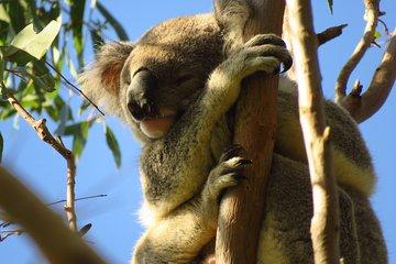 Byron Bay Platypus Walk