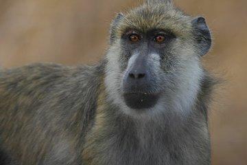Wild Wonders: 3-Day Mikumi Safari and Udzungwa Mountains Trek