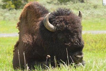 North Yellowstone Day Tour (Lamar Valley) Private Day Tour