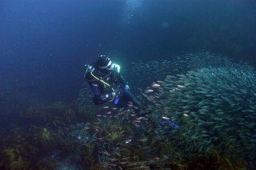 Great Barrier Island Dive Charter - Full day