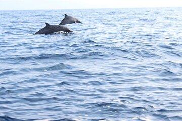 Sunrise with stars and dolphins from Puerto Escondido
