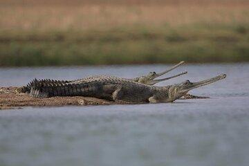 Full-Day Tour to Alligator Eco Park in Morena from Gwalior