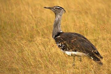 Bhuj to Narayan Sarovar Sanctuary & White Rann of Kutch
