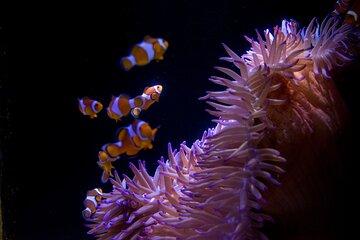 SEA LIFE Sunshine Coast Aquarium Entrance Ticket