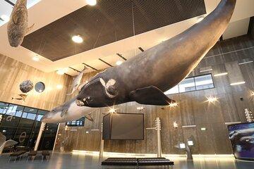 Private Tour The Madeira Whale Museum