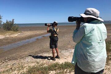 Birding La Paz Mexico 4hrs.Tour