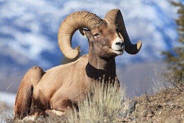 Wild Mustang Half Day Tour - Cody Wyoming - Private