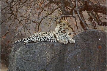 Day Trip Safari Cape Town to Pilanesberg Real Big 5 Game Reserve