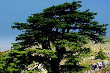 Private Tour: Cedars of Lebanon, Kozhaya and Besharreh Day Trip from Beirut