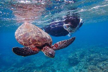 Snorkeling Tour to Swim with Sea Turtles at Yakushima Island