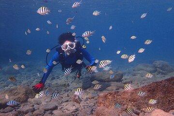 Discover Scuba Diving in Yakushima! - Standard Course / 2 Dive