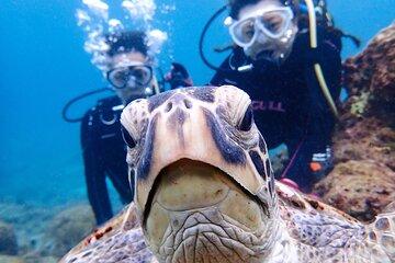 Discover Scuba Diving in Yakushima! - Sea Turtle Course / 1 Dive