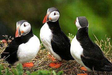 1 Hour Puffins and Reykjavík Bay Sailing