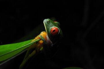 Arenal Night Walk by Canoa Aventura