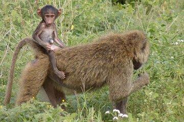 4 Day Safari in Serengeti, Ngorongoro and Tarangire National Park