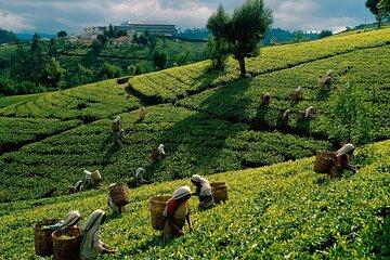 Kandy Full Day Private Tour from Dambulla/Sigiriya/Habrana
